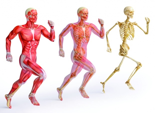Цинкът е от съществено значение за силната мускулна и костна структура