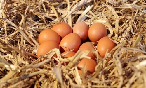 Как да разберем органичните яйца?