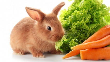  Какво яде заекът и какво яде? Лесна грижа за заек у дома