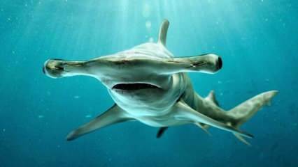  Страшни изображения! Акула Hammerhead край бреговете на Флорида.