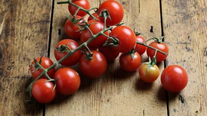 Как да предотвратим гниене на домати? Как да предотвратите доматения молец? 