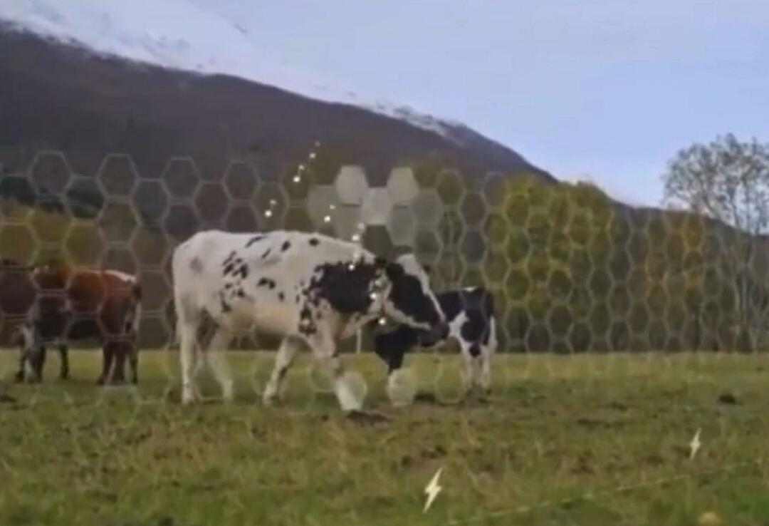 Virtual Fence започна да се тества върху животни