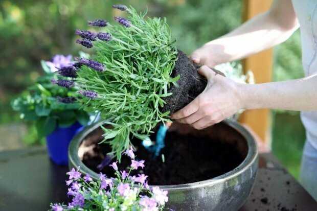 Как да се грижим за лавандуловите цветя, размножаването и отглеждането у дома