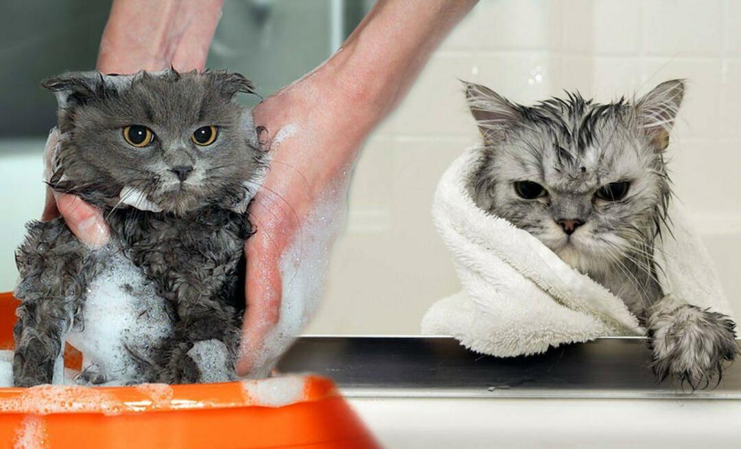 Котките мият ли се? Как да мием котки? Вредно ли е да се къпят котки?
