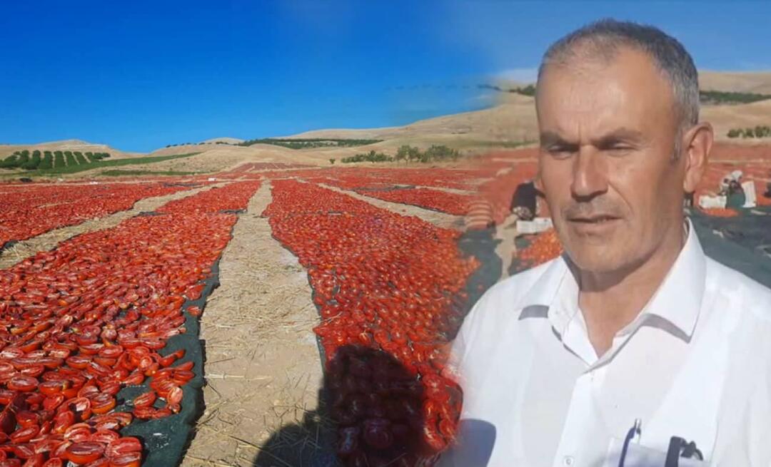 Реколтата от домати за сушене започна в Малатия!