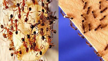 Как да унищожим мравките в къщата? Какво да направите, за да се отървете от мравките, най-ефективният метод