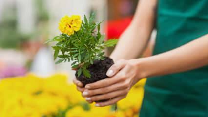 Причините за отглеждането на растения у дома? Вредно ли е отглеждането на цветя у дома?