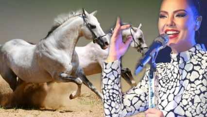 Съобщена е съдбата на милиона коня на певеца Ебру Гюндеш!