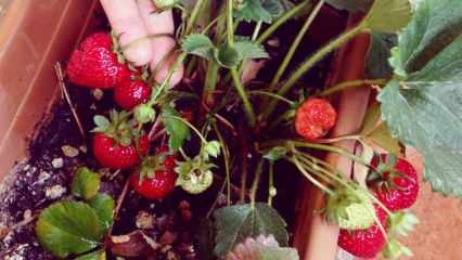 Как да отглеждаме ягоди в саксия? Най-практичният метод за отглеждане на ягоди