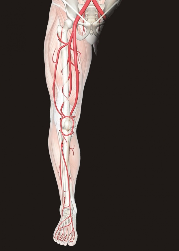 дискомфорт в нервите в краката причинява болка в краката