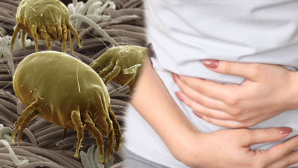Къде е най-мръсната част на тялото и как се почиства? Какви са болестите, причинени от паразити? 