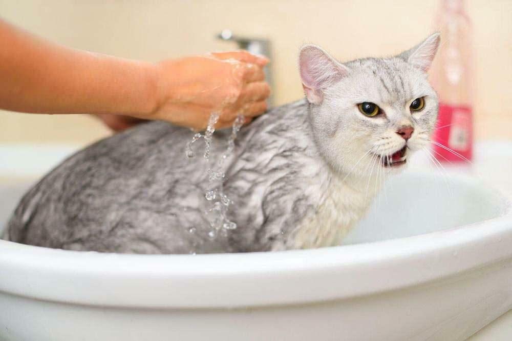 Как да измиете котка