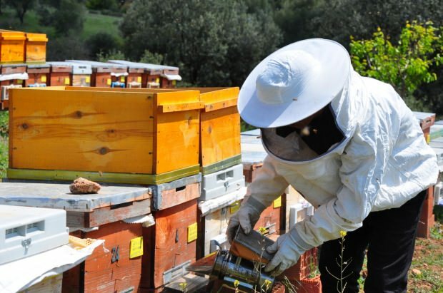 Предимства на пчелната отрова