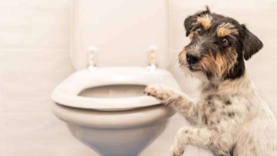 Как да си направим кучешки тоалетни навици