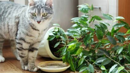 Как се държат котките далеч от растенията?