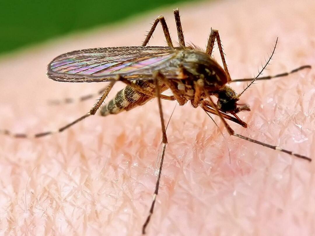 Защо комарите хапят някои хора повече?