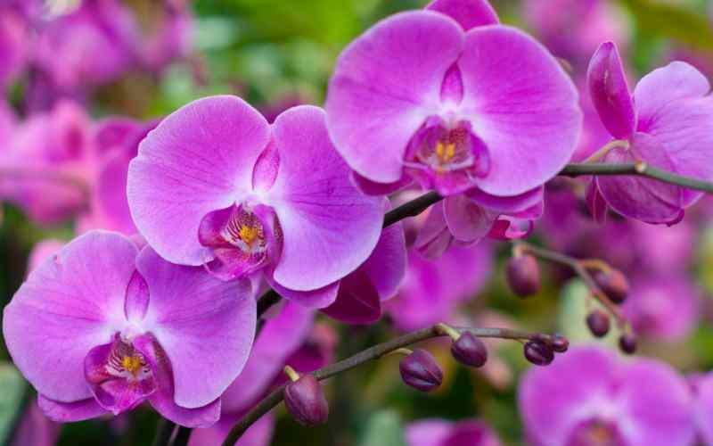грижи за орхидеи