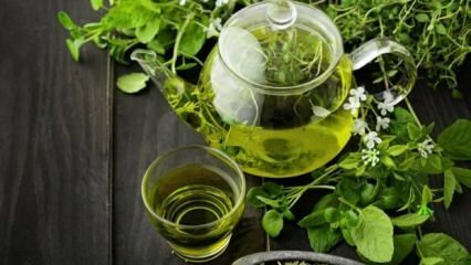 Ползите от зеления чай! Бързо и здравословно отслабване с диета със зелен чай