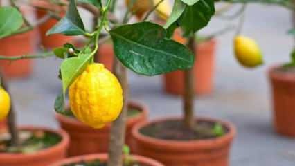 Как да отглеждате лимони в саксии у дома? Съвети за отглеждане и поддържане на лимони
