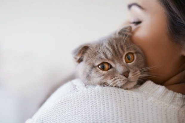 Как да предотвратите стреса на котките? Как да предотвратим проливането на котешка коса?