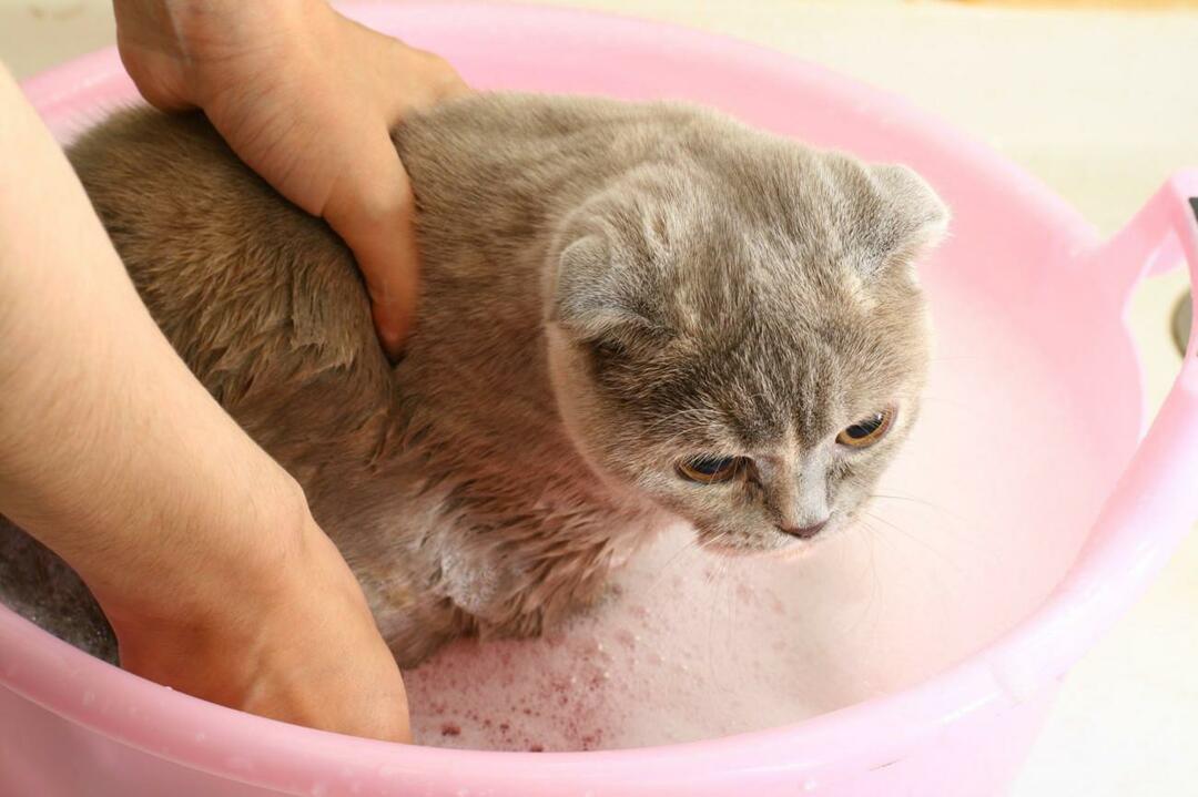 как да миете котки