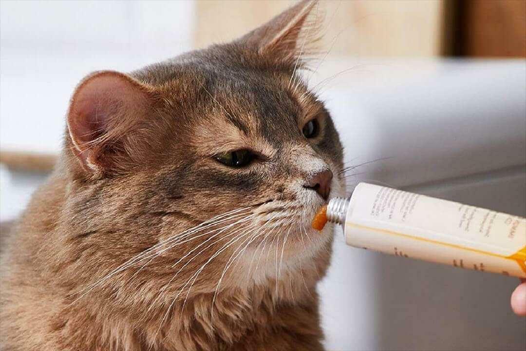 Начини за хранене на котка паста