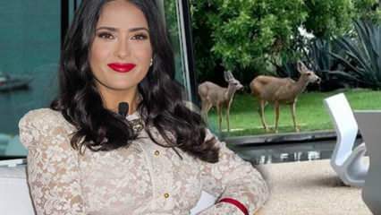 Холивудската звезда Салма Хайек сподели елените, които влязоха в градината на дома си в социалните медии!