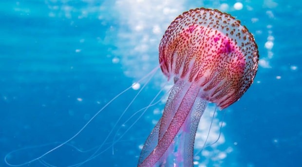 Разберете повече за медузите