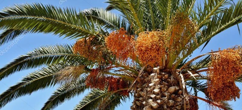 Какво е палма? Какви са свойствата на палмовото дърво, как да го отглеждаме
