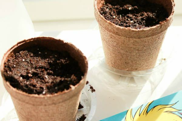 Как да засадите семена от бръшлян