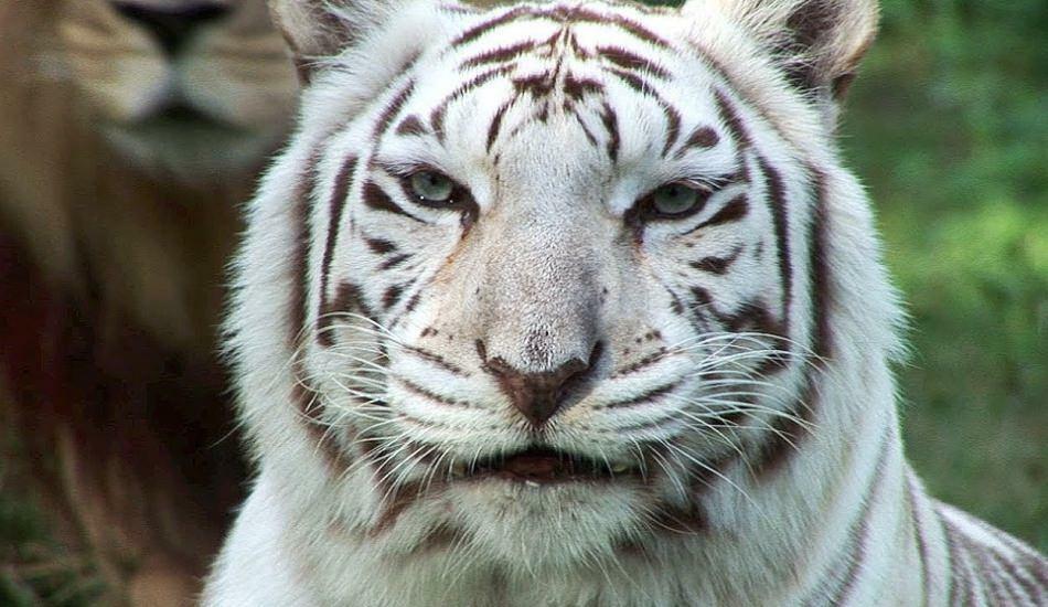 Белият тигър в зоопарка разпространява опасност