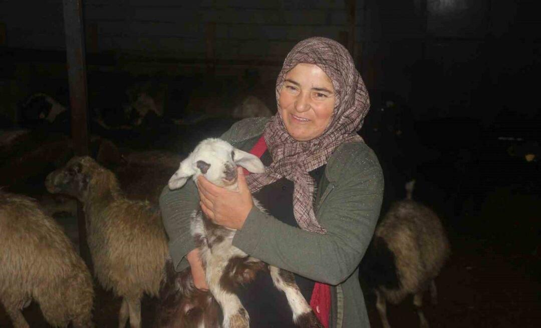 Отглежда добитък с помощта, която получава от държавата! „Благодарение на този проект закупихме 100 овце“