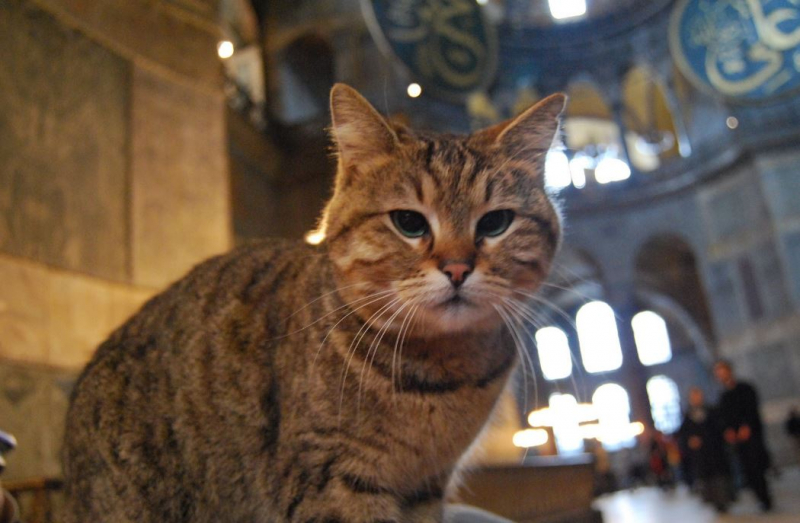 Gli котка на Света София