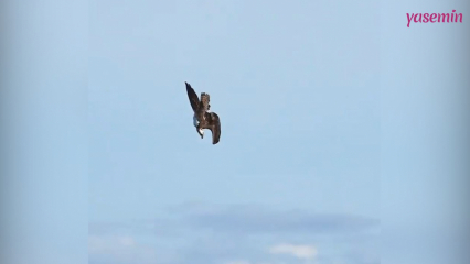 Изумителното ловно умение на Fish Eagle!