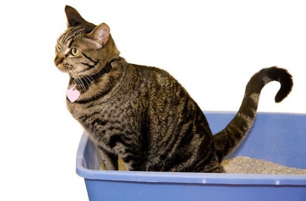 Как да приучите котки към тоалетна