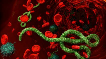 Какво е вирусът на Ебола? Как се предава вирусът на Ебола? Какви са симптомите на вируса Ебола? 