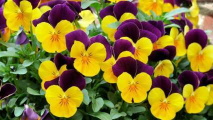Как да се грижим за виолетово цвете? Как да се възпроизведе виолетово цвете?