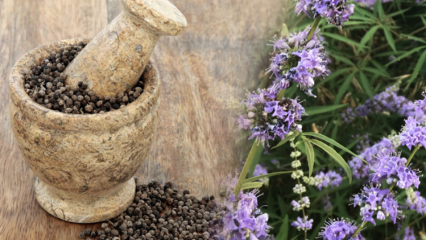 Какви са предимствата на семето Hayıt? За какво представлява смес от семе и мед?