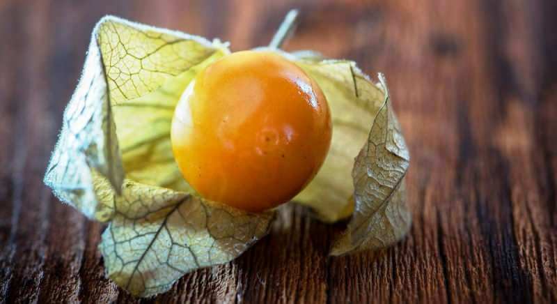 златната ягода предотвратява инфекцията на пикочните пътища