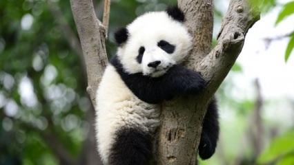Най-малката панда в света е родена в Китай