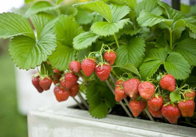 Как да отглеждаме ягоди в саксия? Най-практичният метод за отглеждане на ягоди