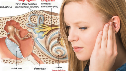 Какво причинява изместване на ушните кристали? Признаци за игра на кристали на ушите