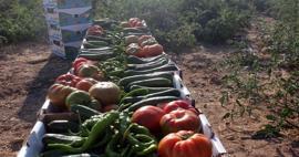 Каквото и да купите в квартал Айранджъ на Караман е само 1 лира! От домат до краставица...