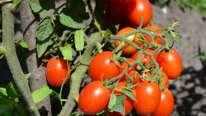 Как да отглеждаме домати в саксия? Най-лесното отглеждане на домати