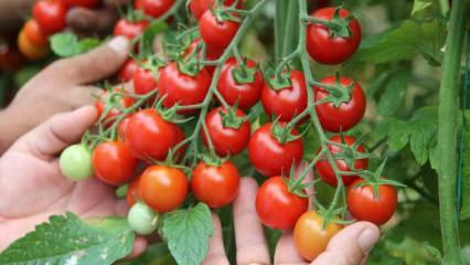 Каква е ползата от яденето на домати на сахур? Какви са ползите от суровите домати? 