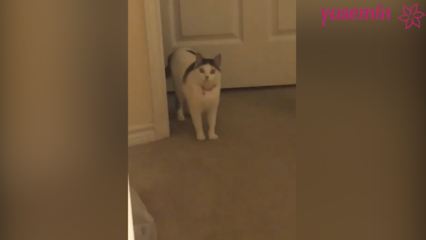 Котката, която реагира на гостите, които се прибират!