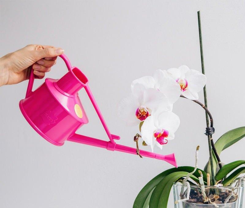 как да размножавате орхидеи