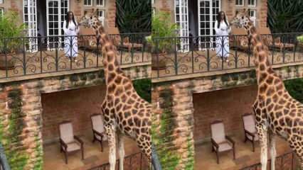 Жената, хранеща жирафа от балкона с ръце! 