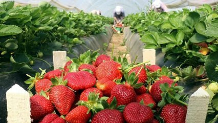 Какви са симптомите на алергия към ягоди? Има ли полза за ягодата?