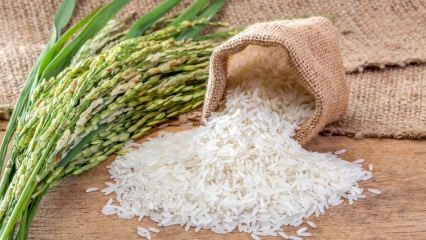 Какво представлява оризът Baldo? Какви са характеристиките на ориз Балдо? Цени на ориз от Балдо 2020
